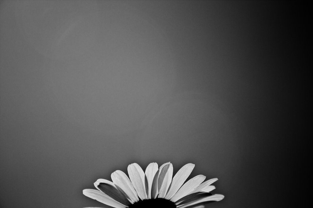 Black n white Flower Wallpaper by luckysam444 on DeviantArt