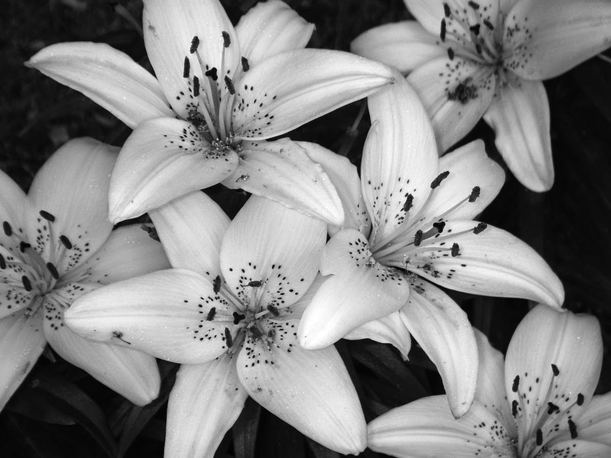 Black and White Real Flowers Many Flowers