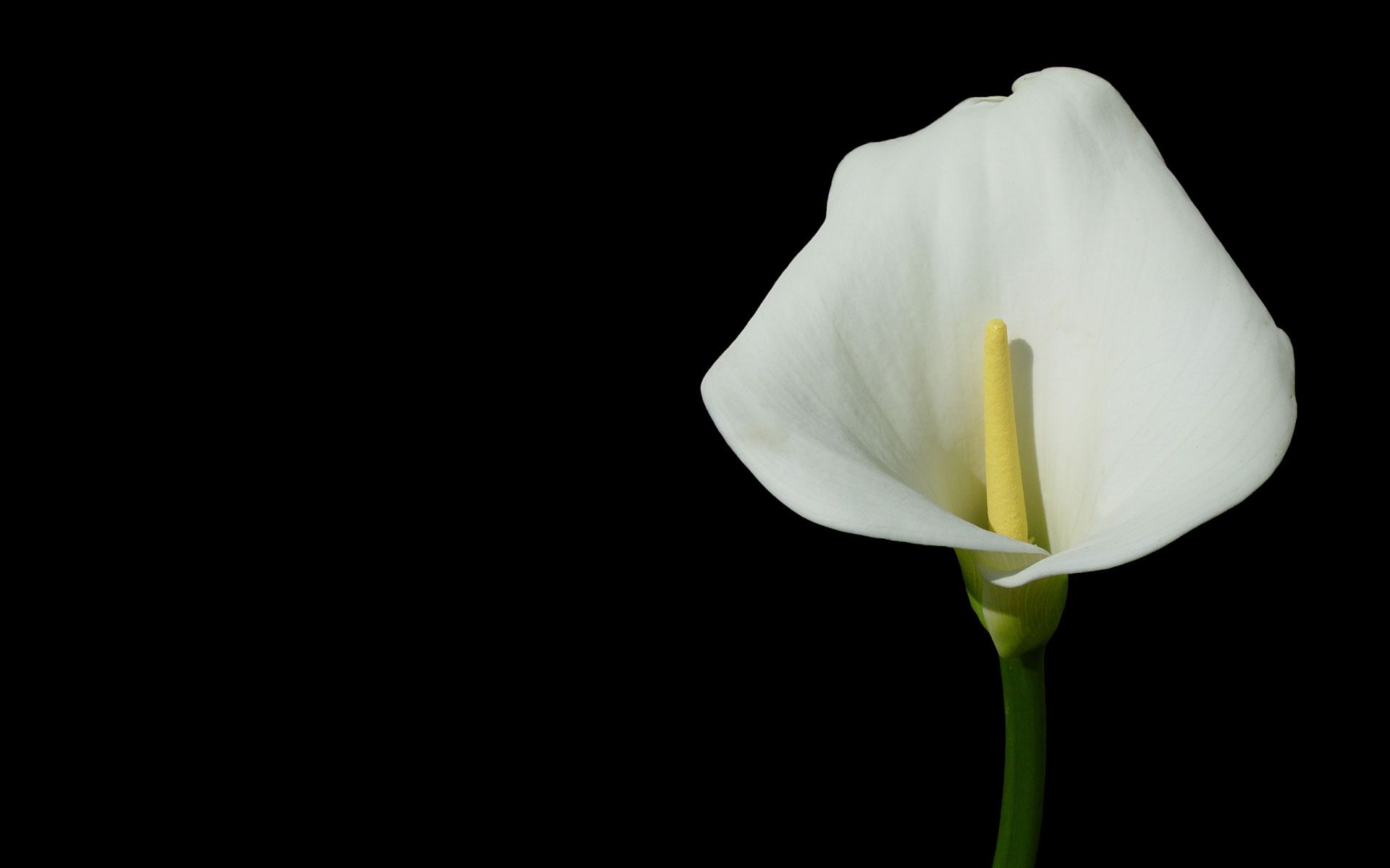 Gallery for - black background flowers wallpapers