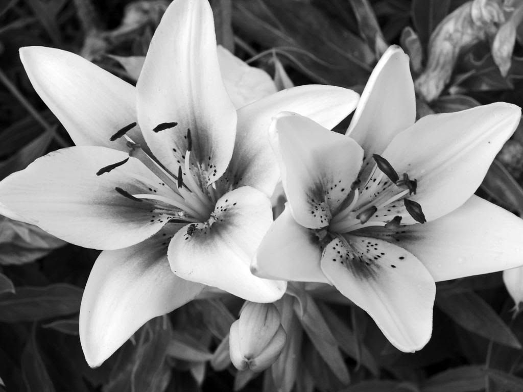 Black and White Flowers wallpaper | 1024x768 | #51487