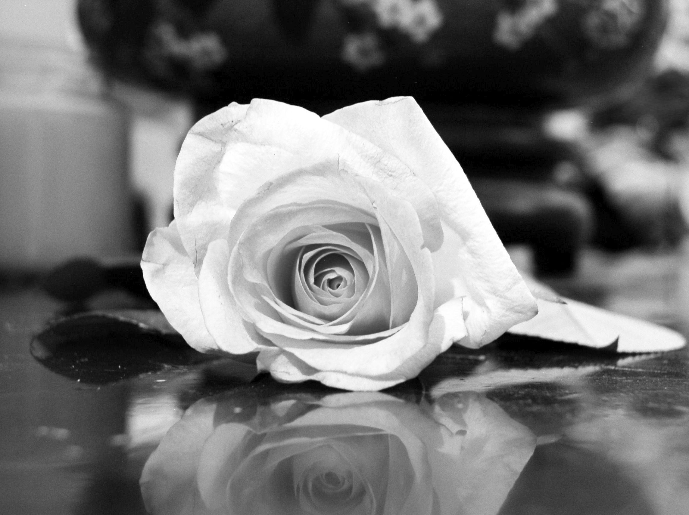 black-white-flowers-images.jpg