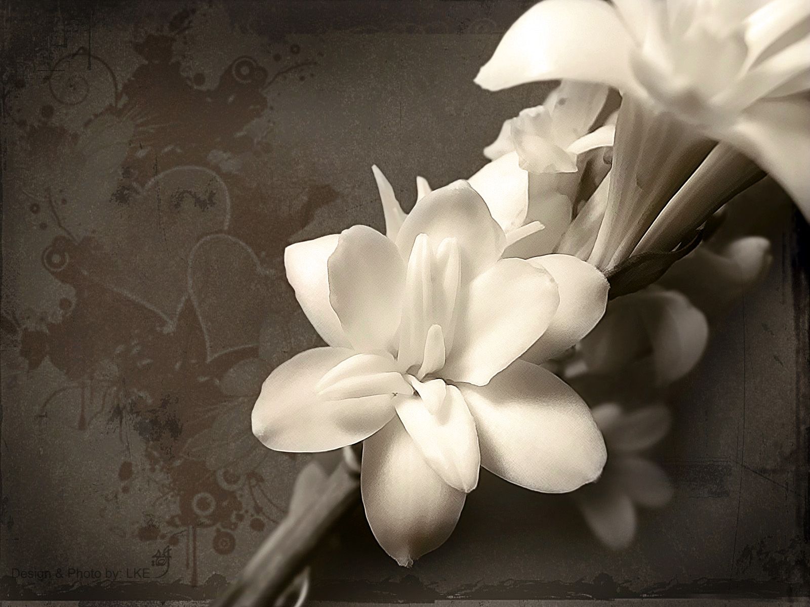 White-Flowers-Wallpapers.jpg