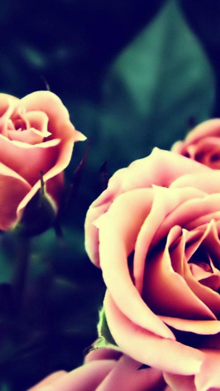 Pink Roses iPhone 6 Plus HD Wallpaper | iPhone Wallpapers ...