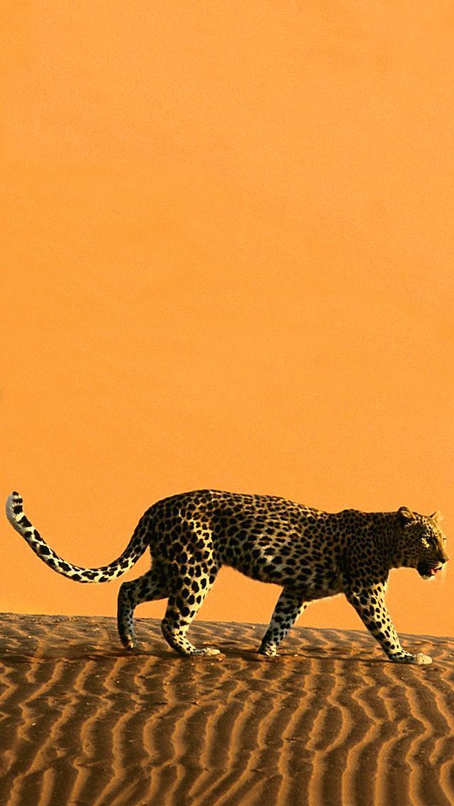 Cheetah iPhone 5 Wallpaper 640x1136