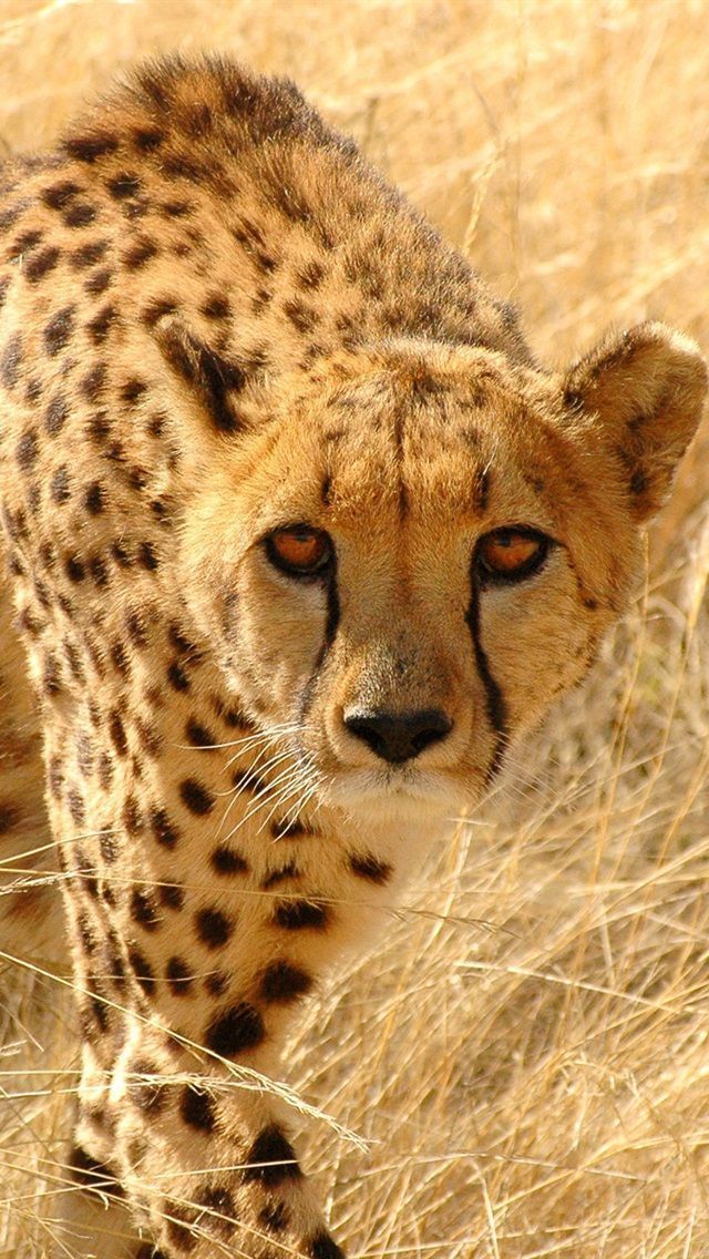 Predators cheetah iPhone Wallpaper 640x1136 iPhone 5 5S 5C
