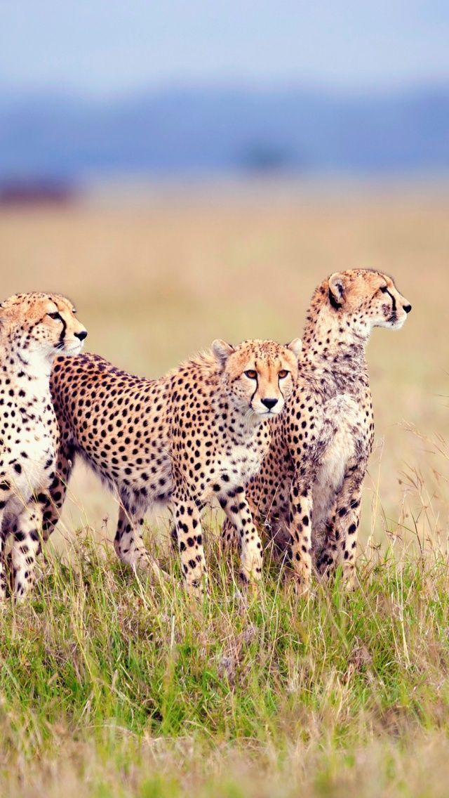 640x1136 Cheetah Family Iphone 5 wallpaper