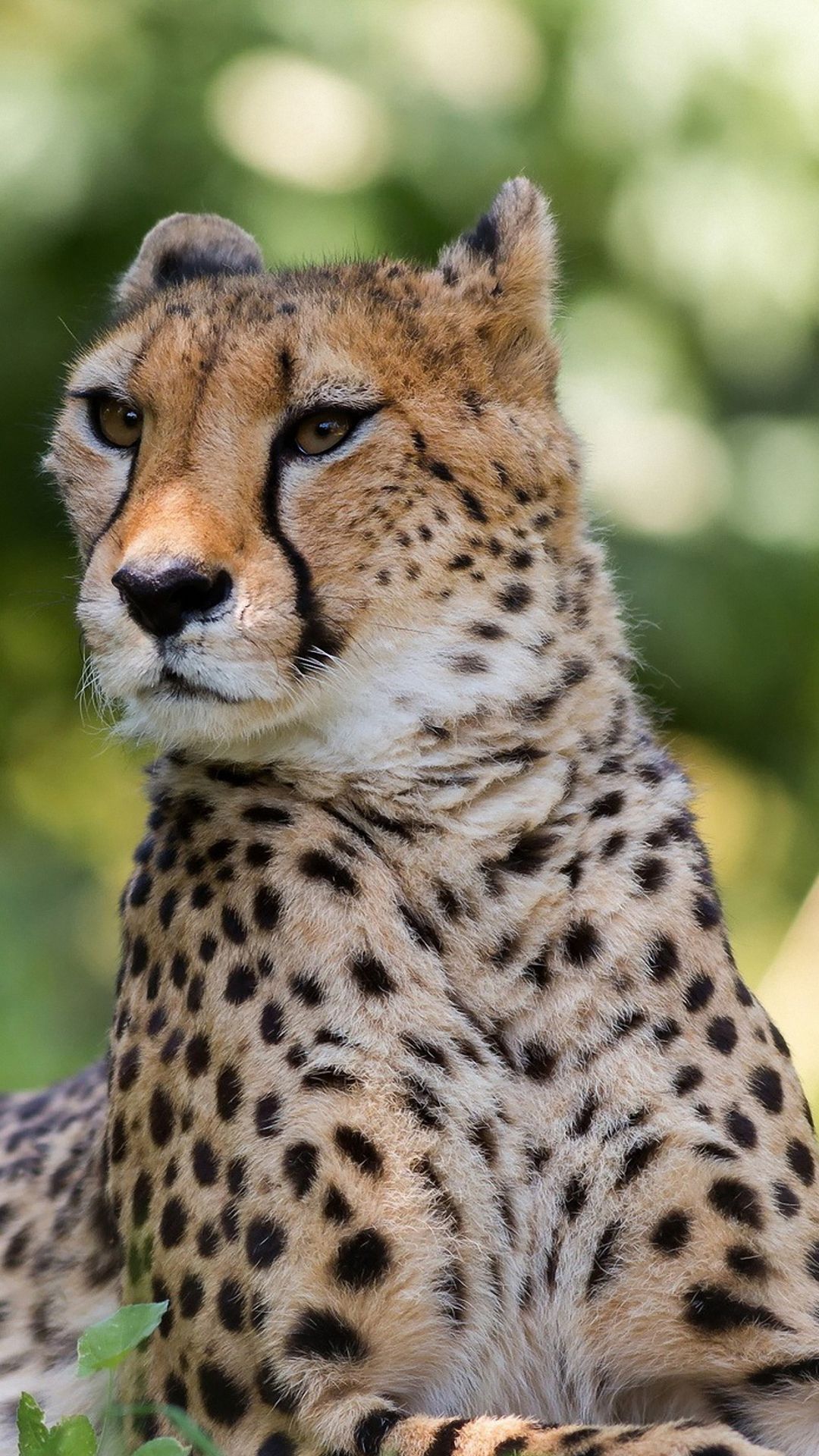 Top Hd 1080x1920 Cheetah Tiger Images for Pinterest