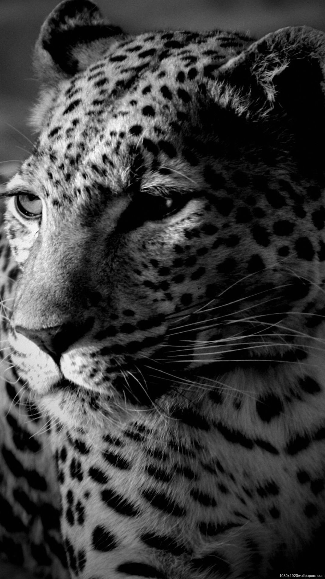 1080x1920 Cheetah Wallpapers HD