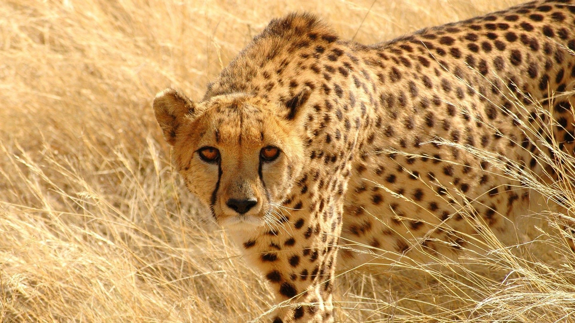 Cheetah Wallpaper 20 HD Wallpaper, Wallpaper Pics - The Best