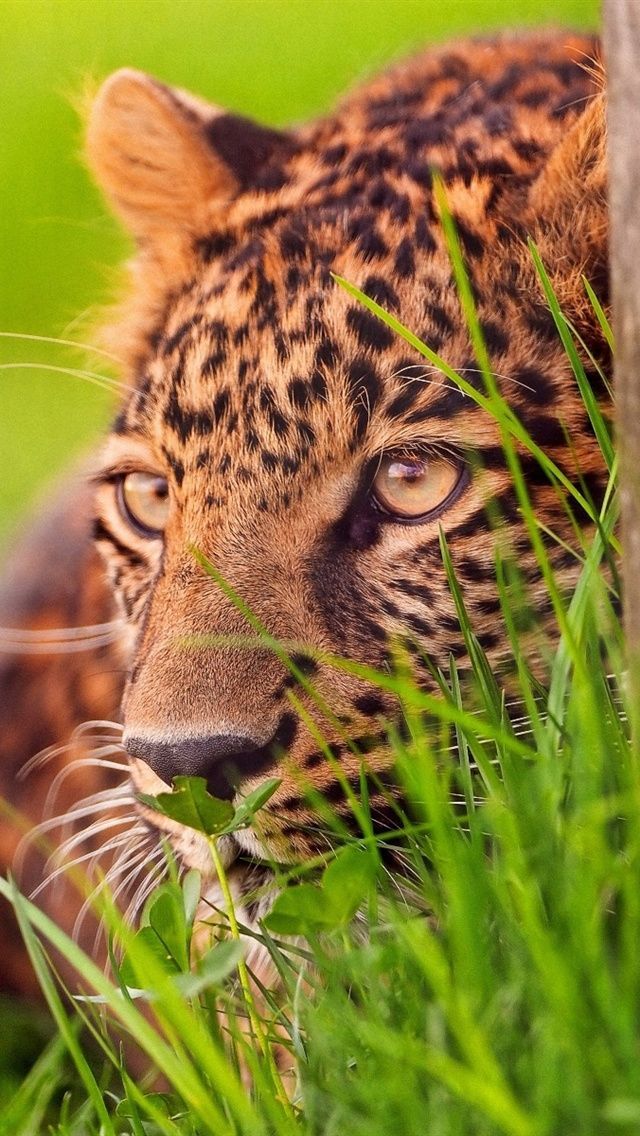 Cheetah ambush target iPhone Wallpaper 640x1136 iPhone 5 5S