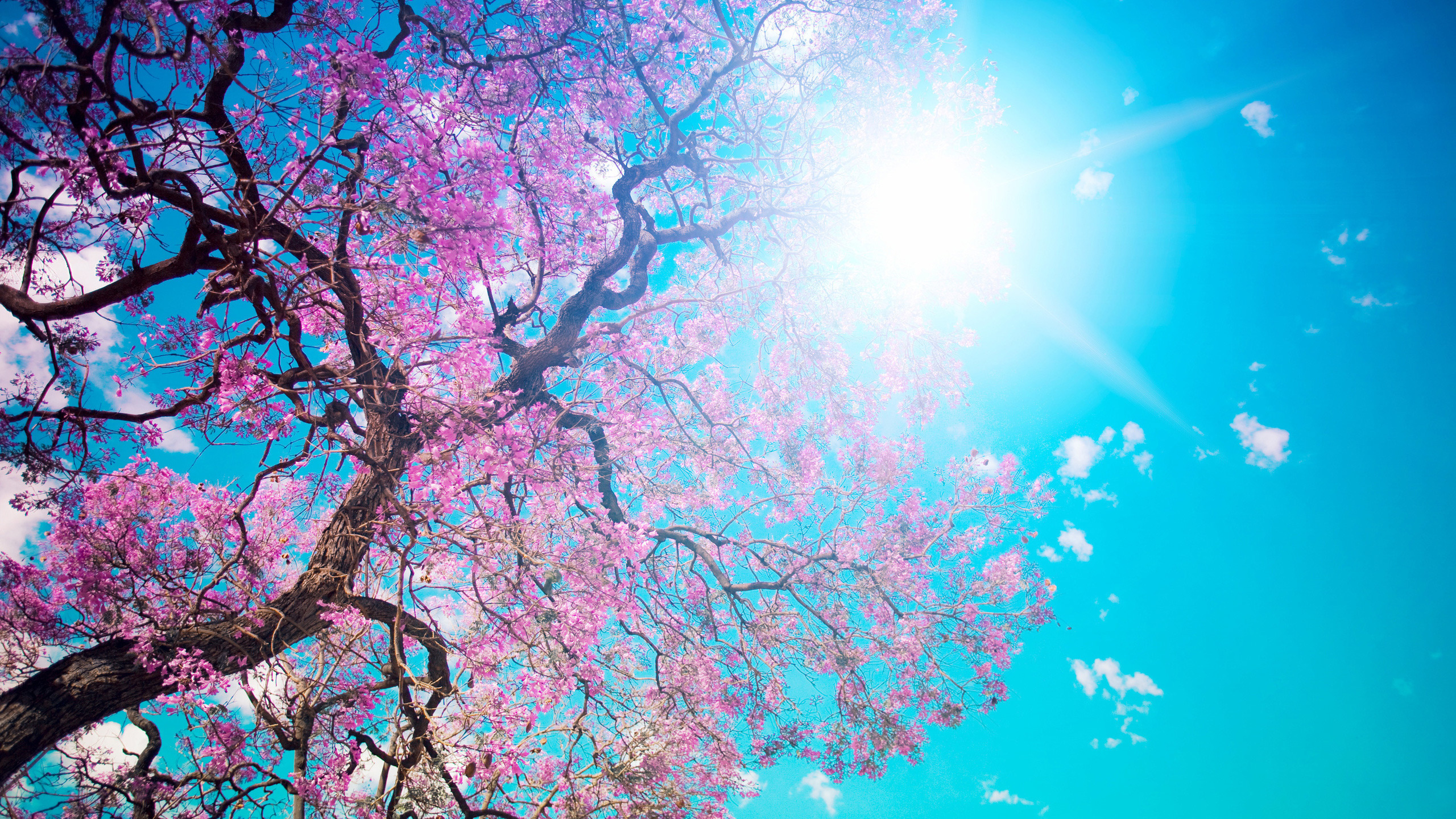 Wallpapers Sakura Pink Flowers Blue Sky 2560x1440 | #1930270 #sakura