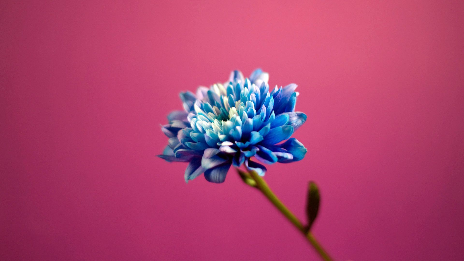 Blue in Pink Background Wallpapers | HD Wallpapers