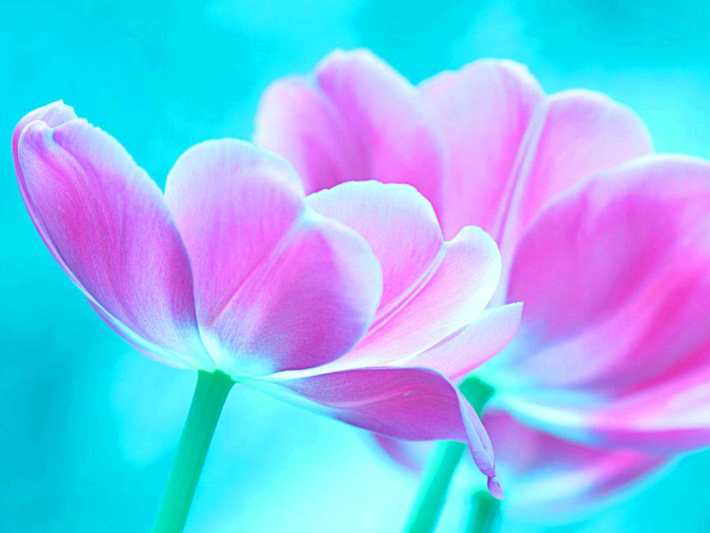 Pink and blue - (#125399) - High Quality and Resolution Wallpapers ...
