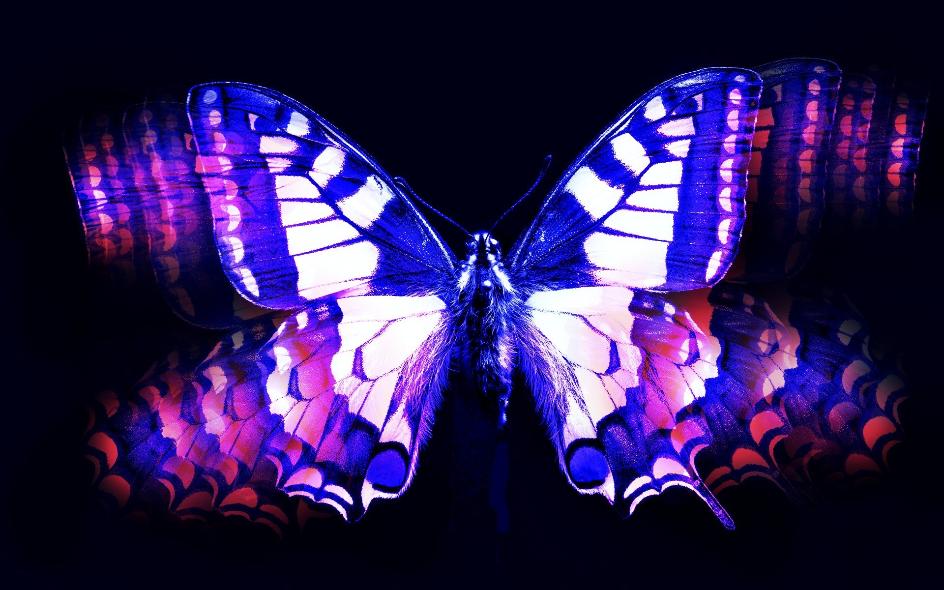 Blue and pink butterfly wallpaper | AllWallpaper.in #5687 | PC | en