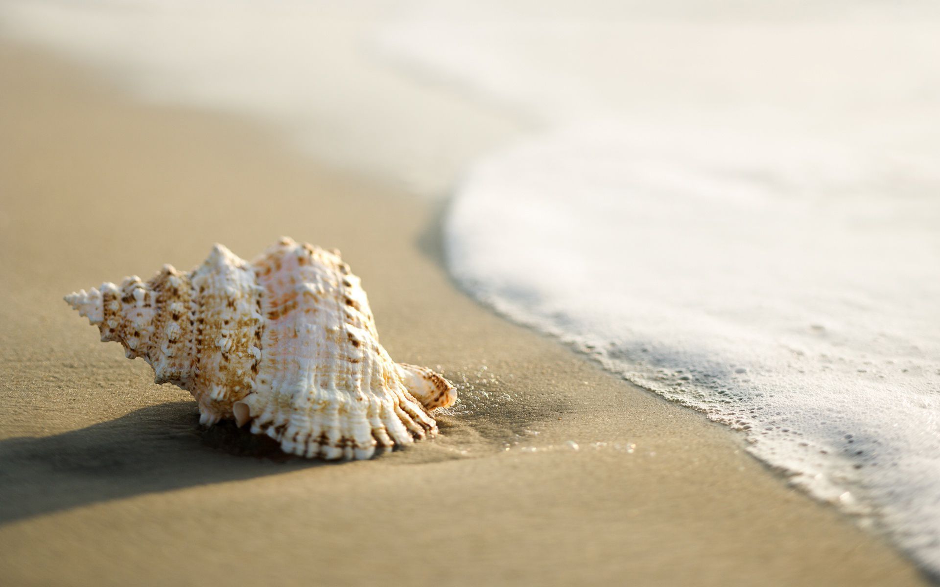 Summer shell beach wallpaper