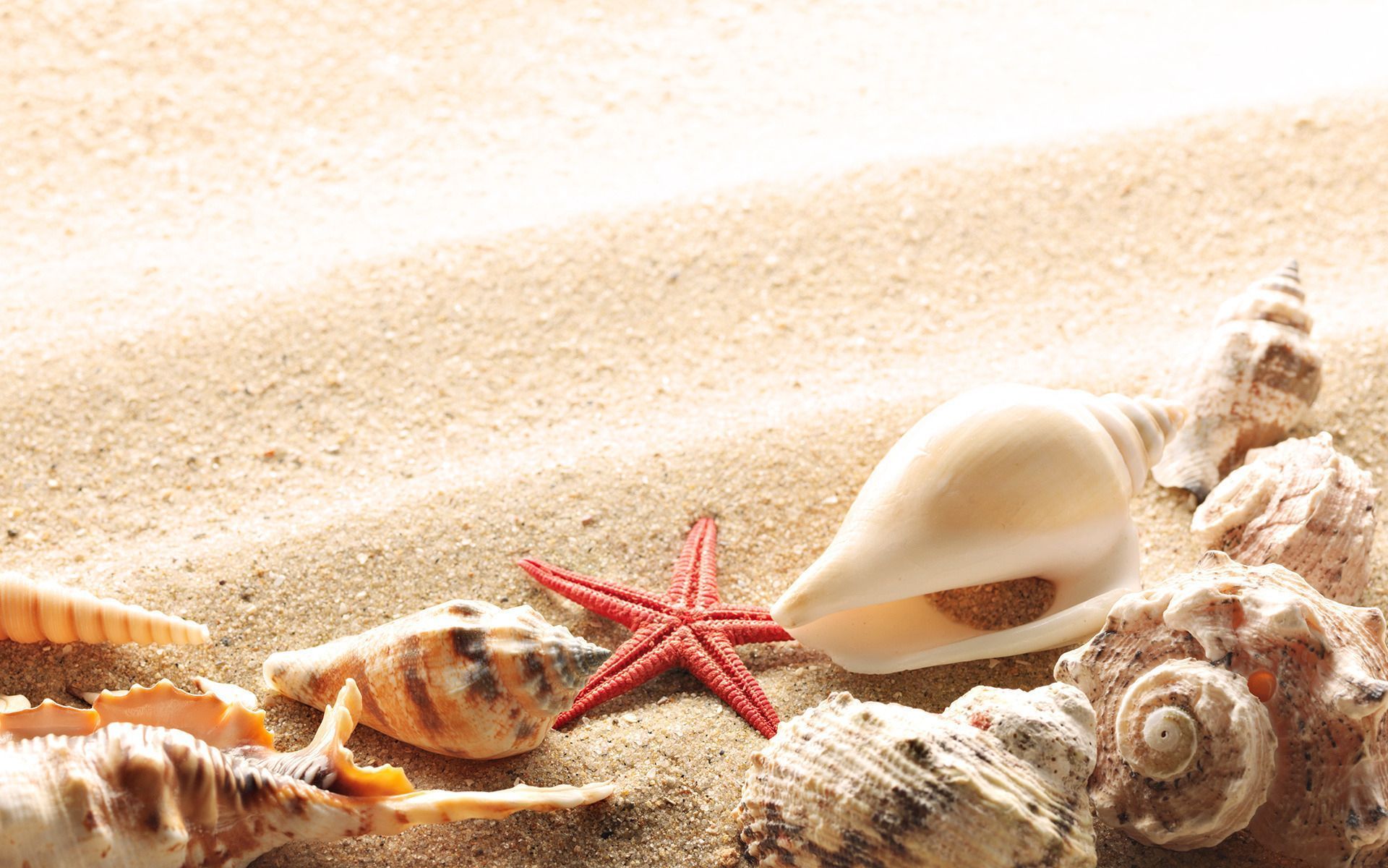 Summer beach shells Wallpapers | Pictures