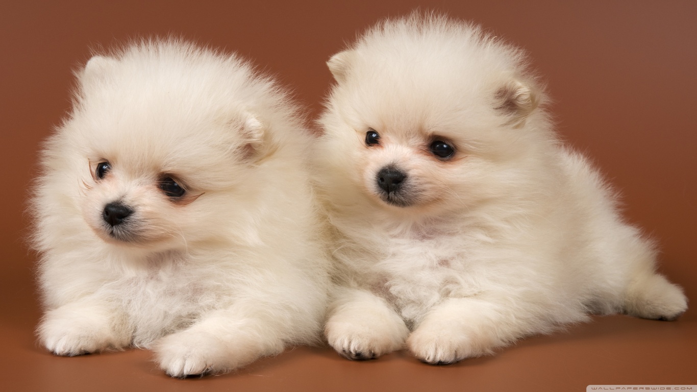 Pomeranian Puppies HD desktop wallpaper High Definition Mobile