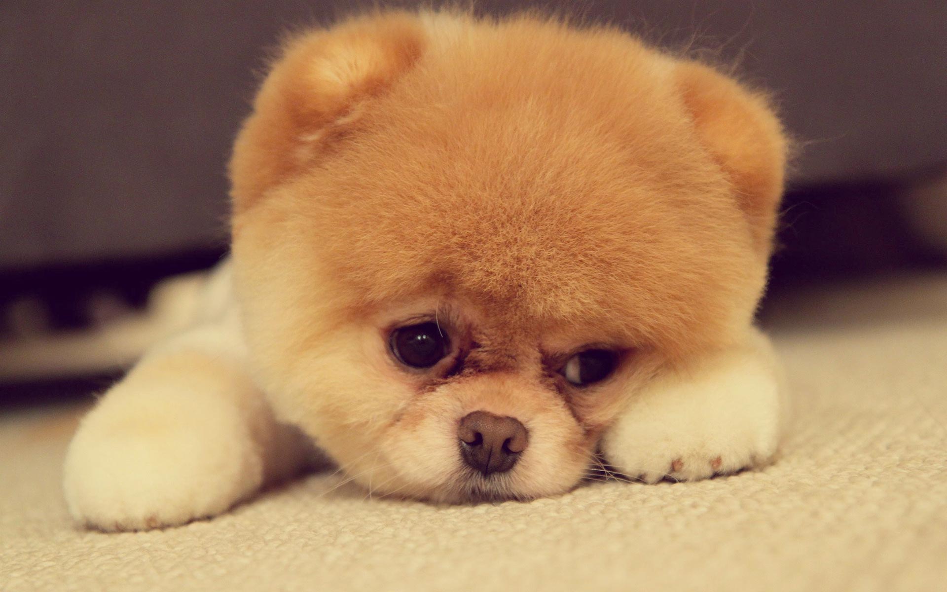 Top 5 Most Cute Puppy Breeds - Kool wallpapers
