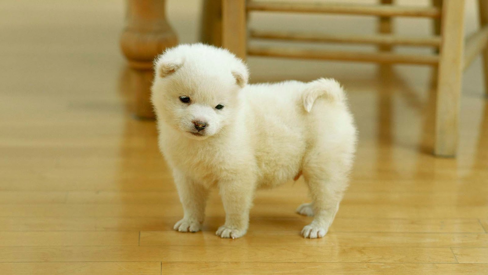 Cute Pomeranian Puppies Wallpaper image Free HD Wallpaper