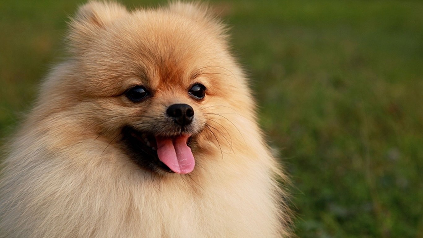 Cute Pomeranian Puppies Wallpaper HD For Android . Best High resolution