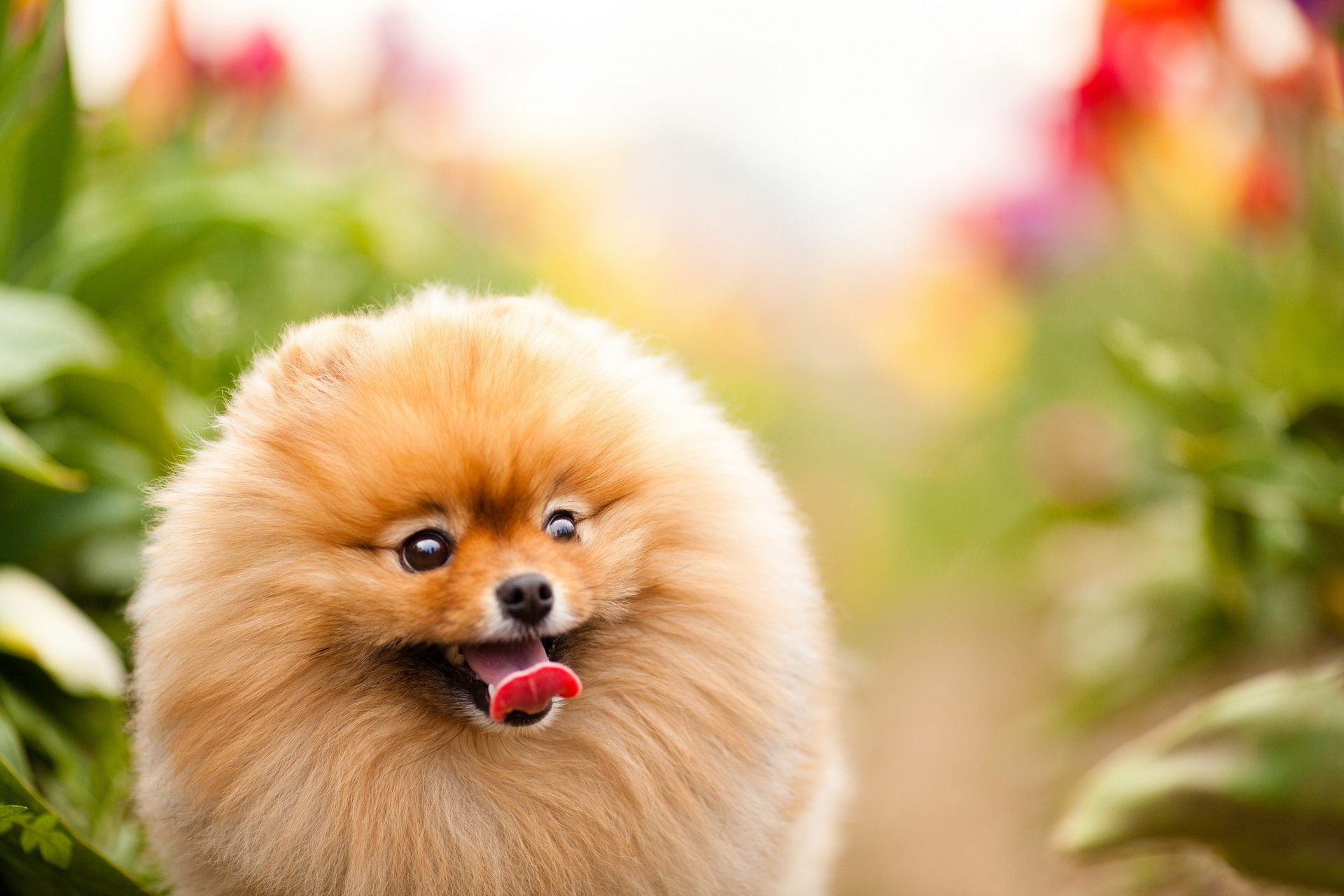 Funny Pomeranian Puppies Wallpapers All Puppies Pictures and other