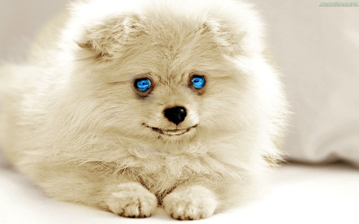 Pictures Of Pomeranians Puppies - Wallpapers HD Fine