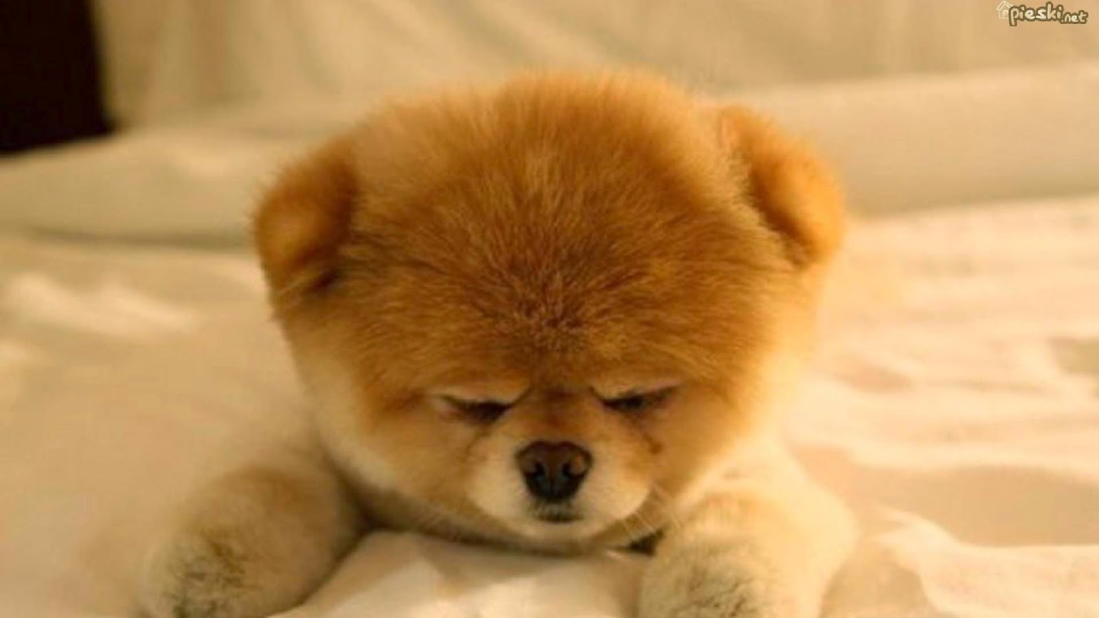 Pomeranian Puppies Wallpapers images