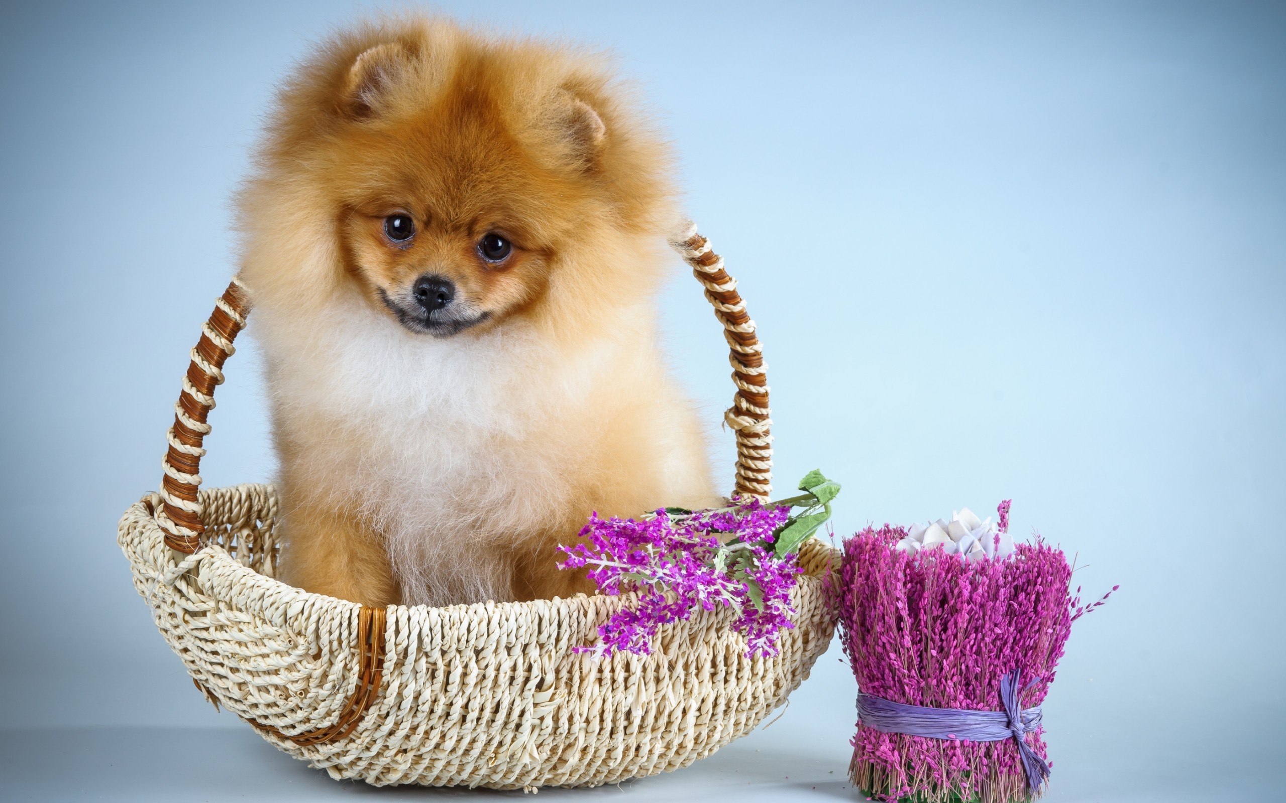 Dogs Cute Blue Pink Flower Dog Sweet Animal Pomeranian Puppy