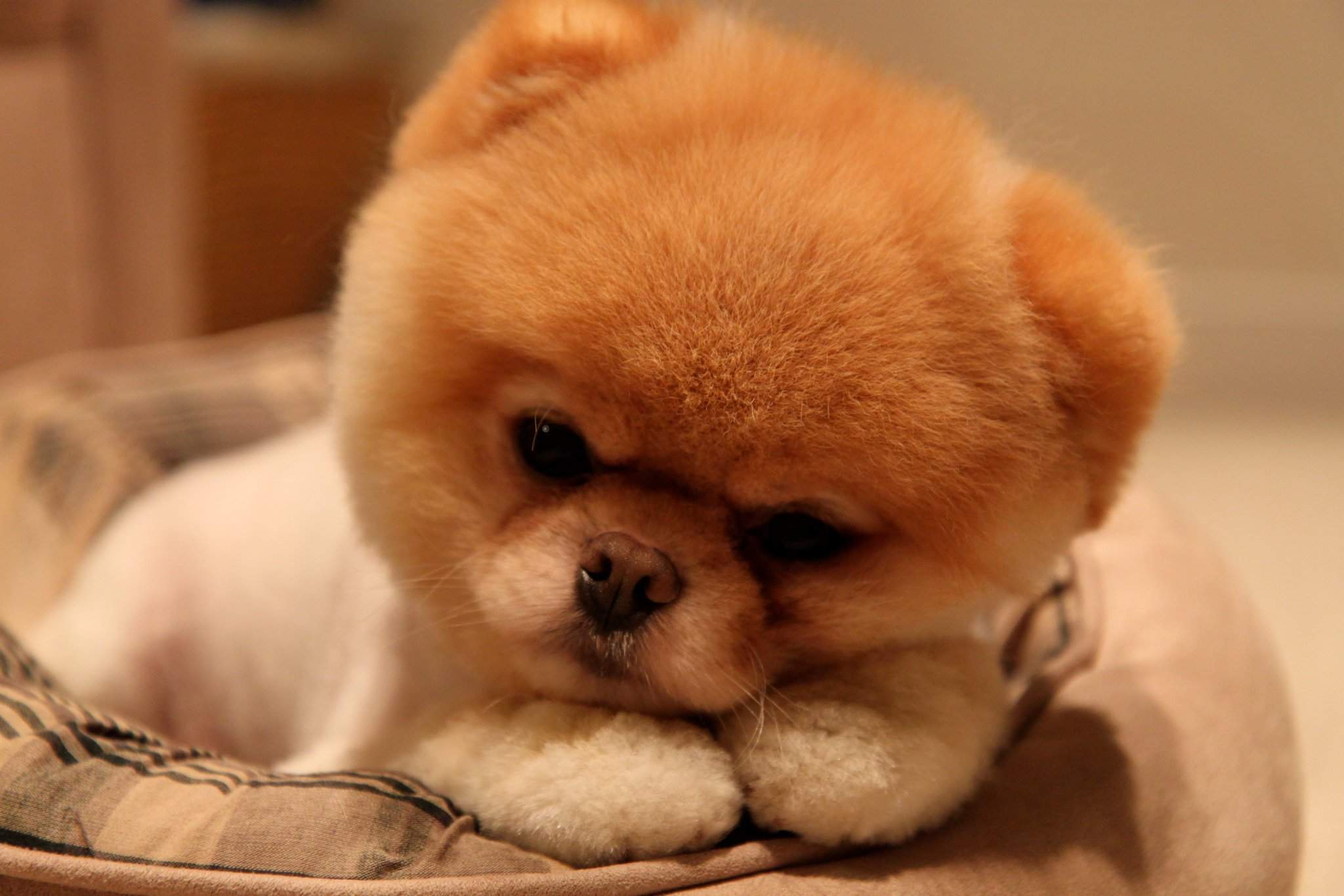 Cute Dog Pomeranian Puppy Wallpaper Wallpaper Download HD