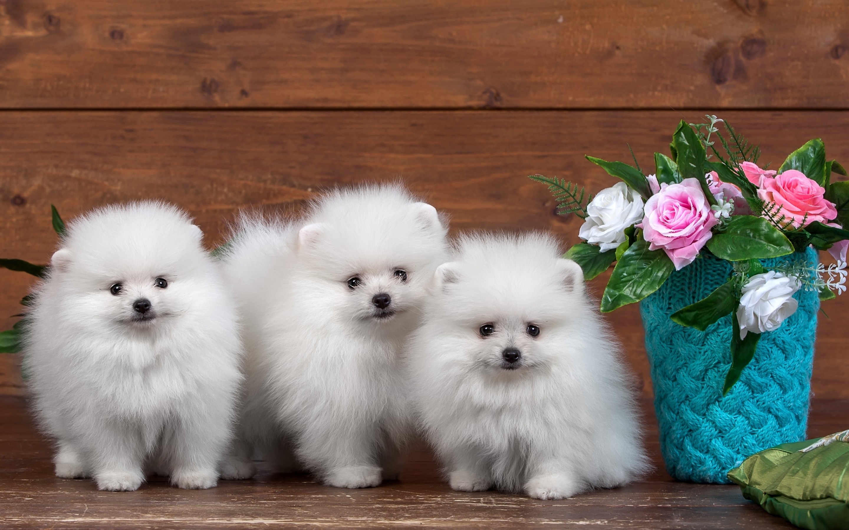 Pomeranian Puppy Wallpapers Group 67