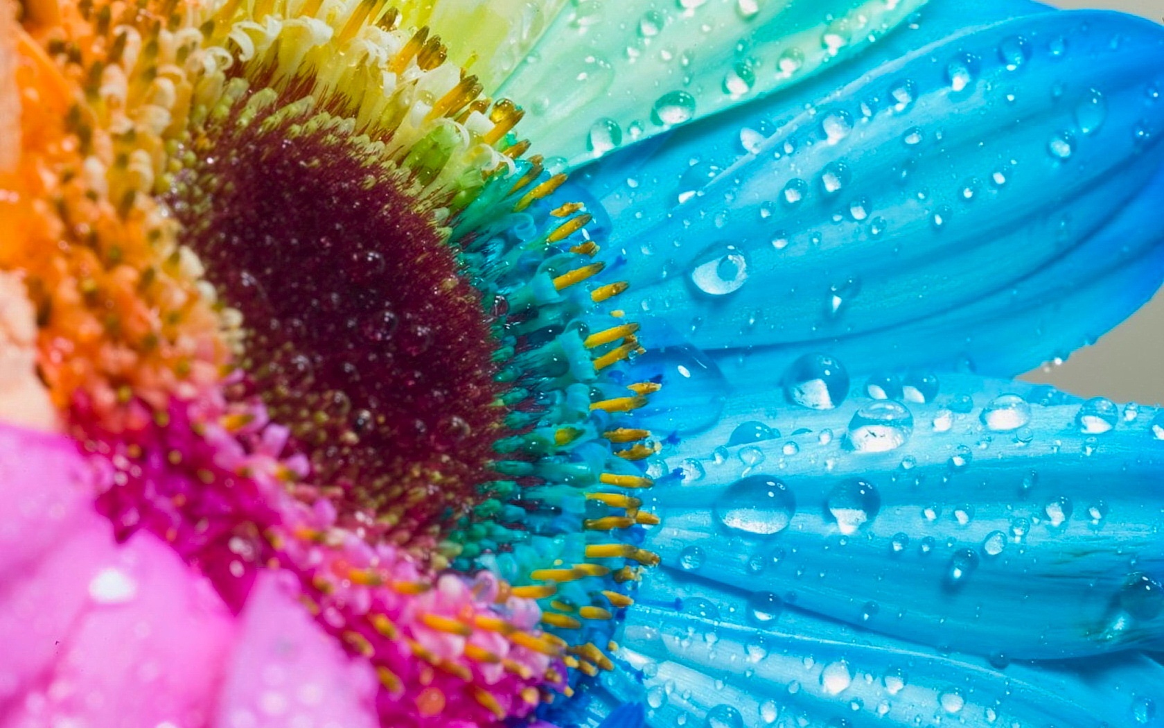 Colorful Flowers Desktop | HD Pix