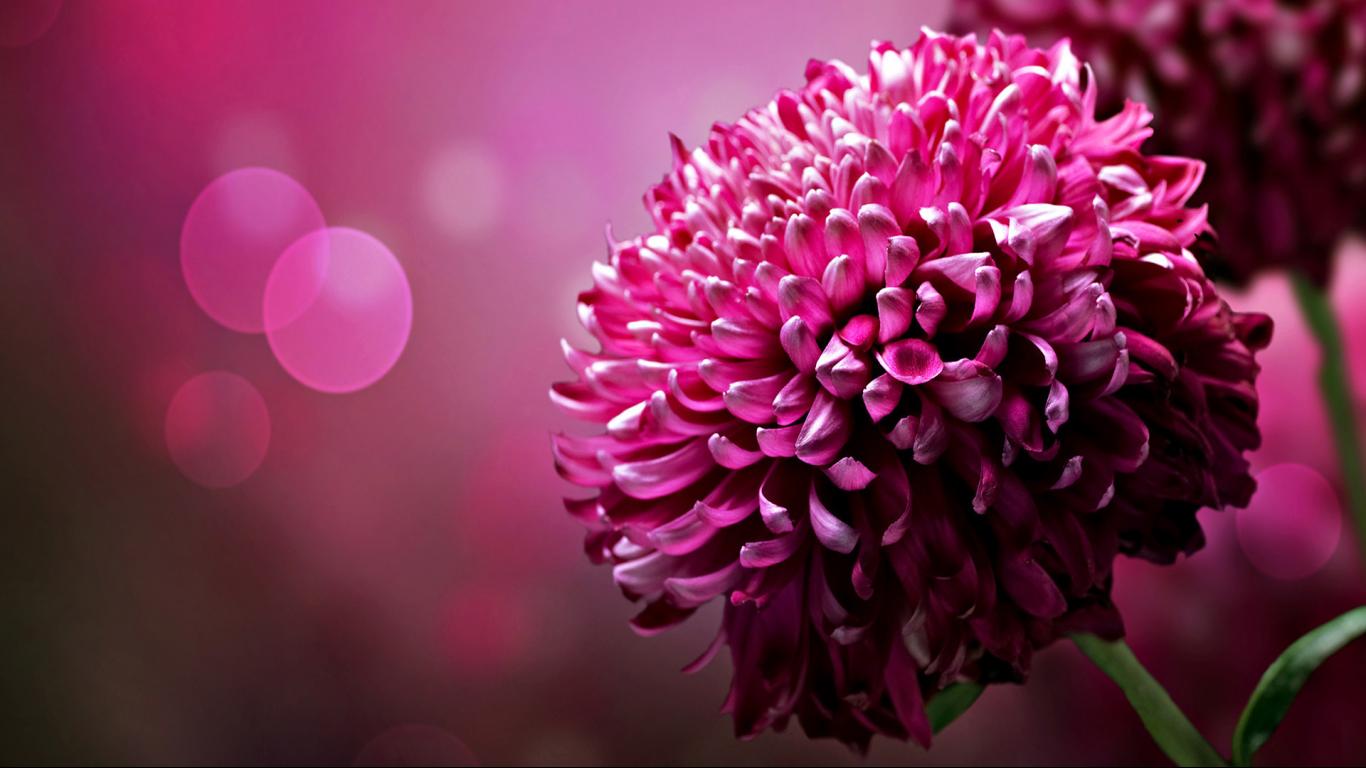 Purple Chrysanthemum flowers desktop wallpaper 1366x768 widescreen ...