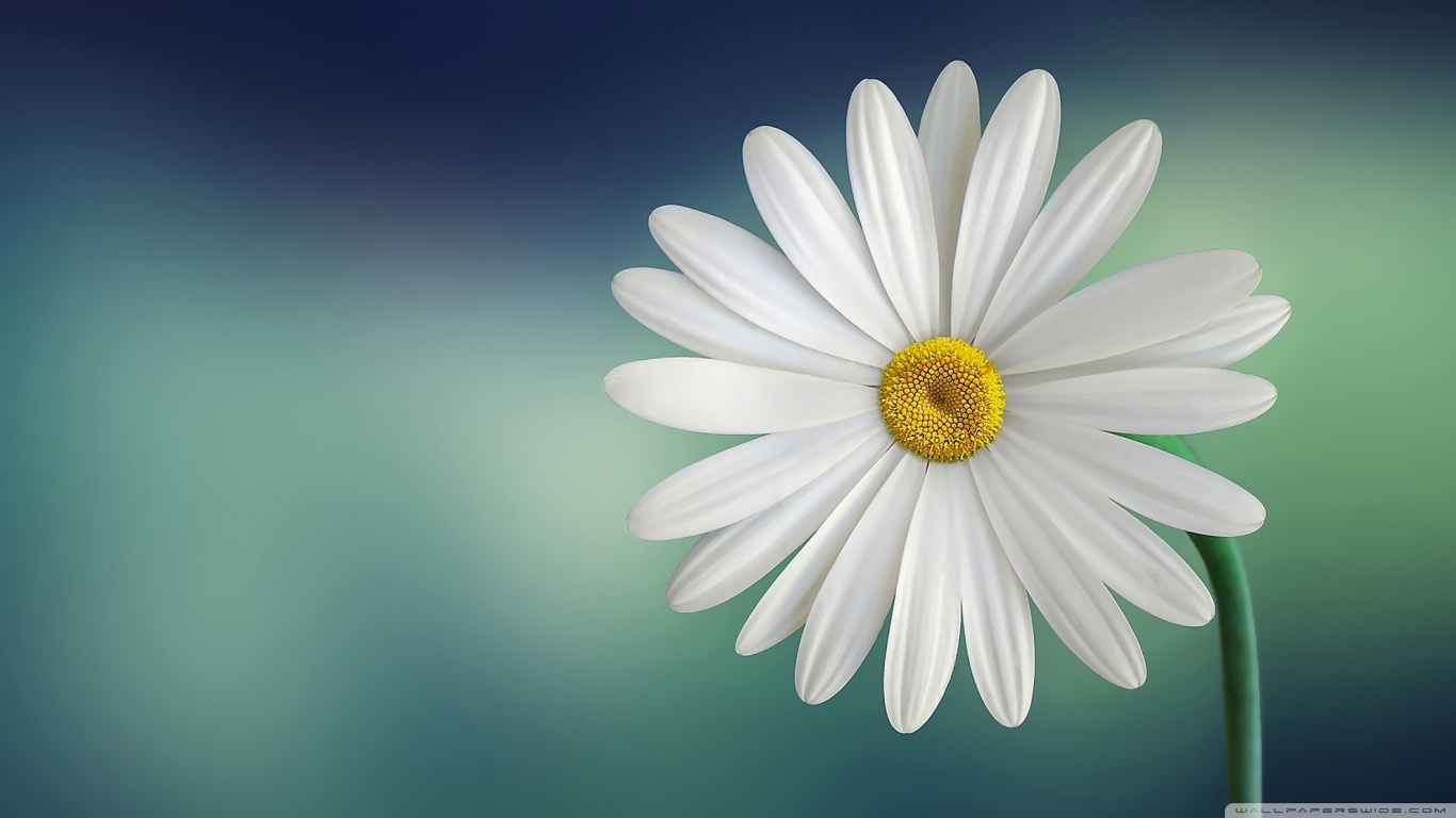 HD Vintage Daisy Photography Wallpaper Widescreen - HiReWallpapers ...