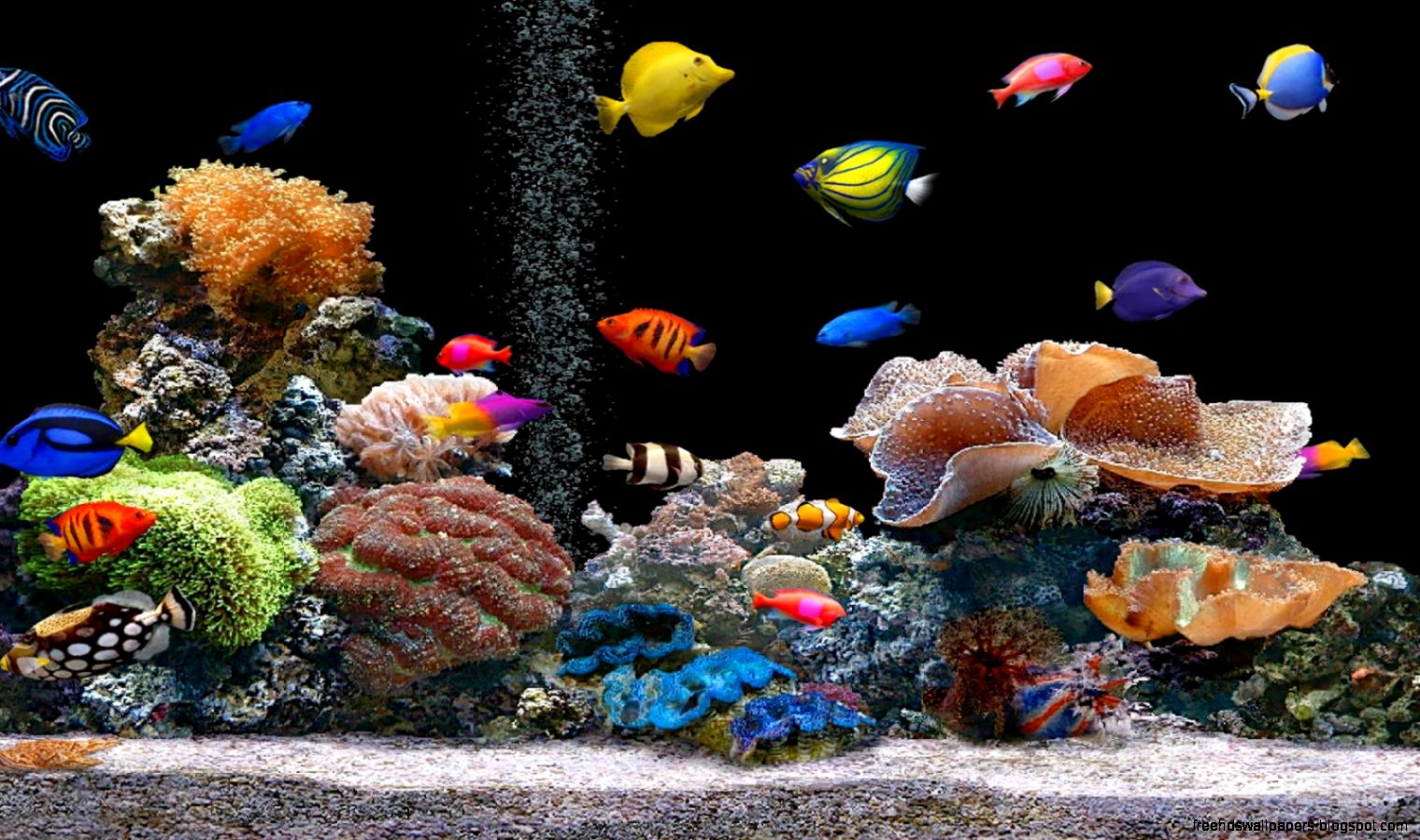 Fish Live Wallpaper Free Download Free Hd Backgrounds