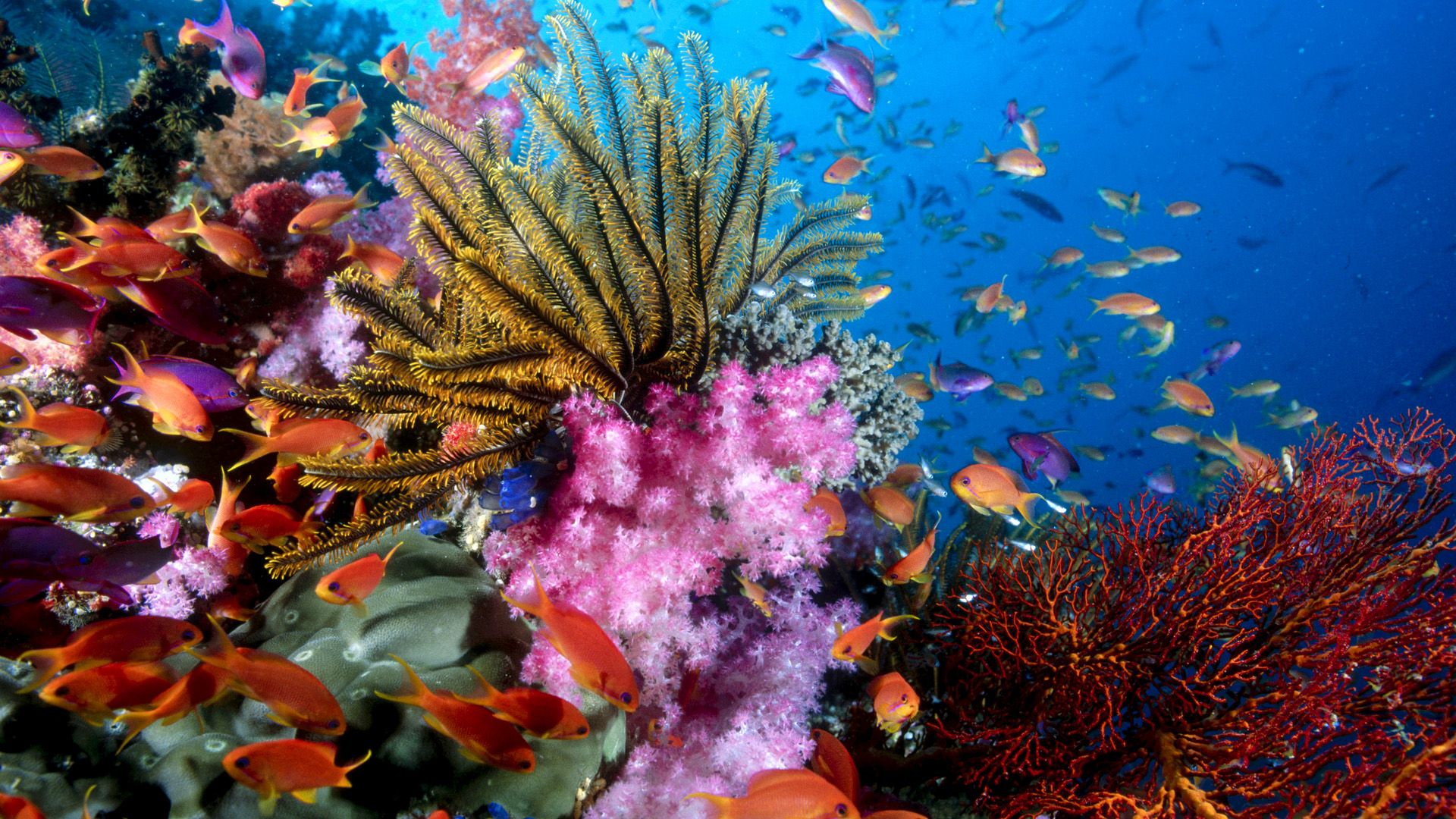 69 Sea Life HD Wallpapers Backgrounds - Wallpaper Abyss