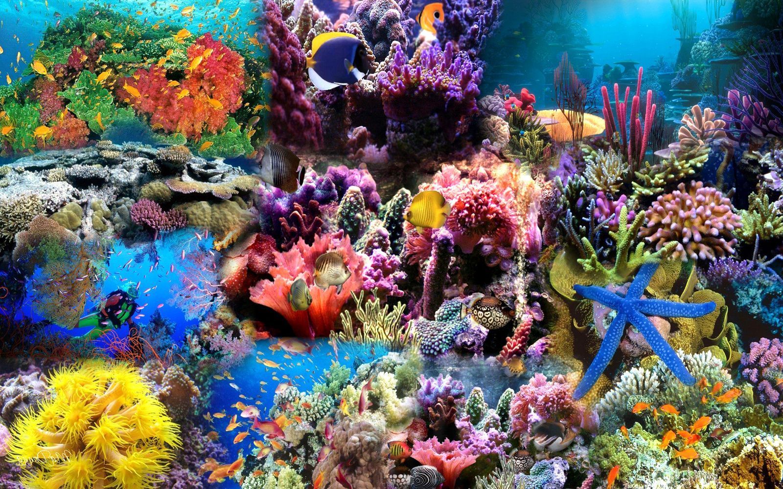 Ocean Life HD Images sea life backgrounds for desktop