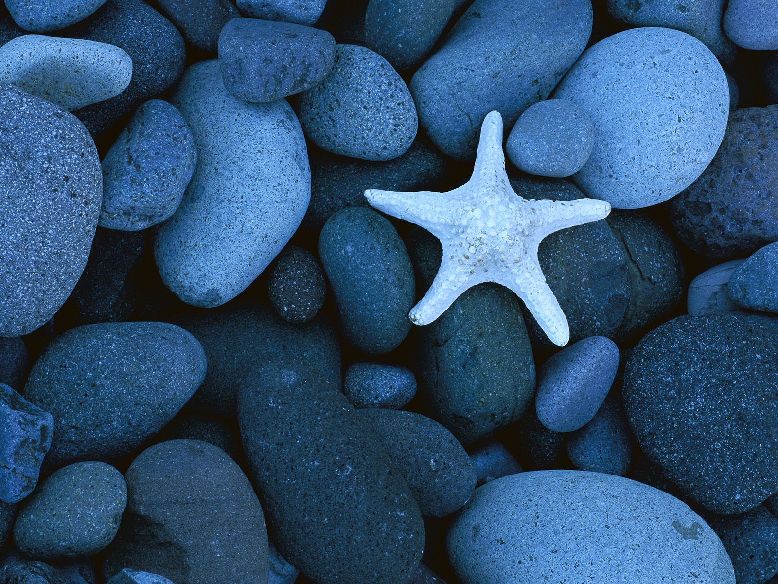 Starfish stones wallpaper - High Quality and other