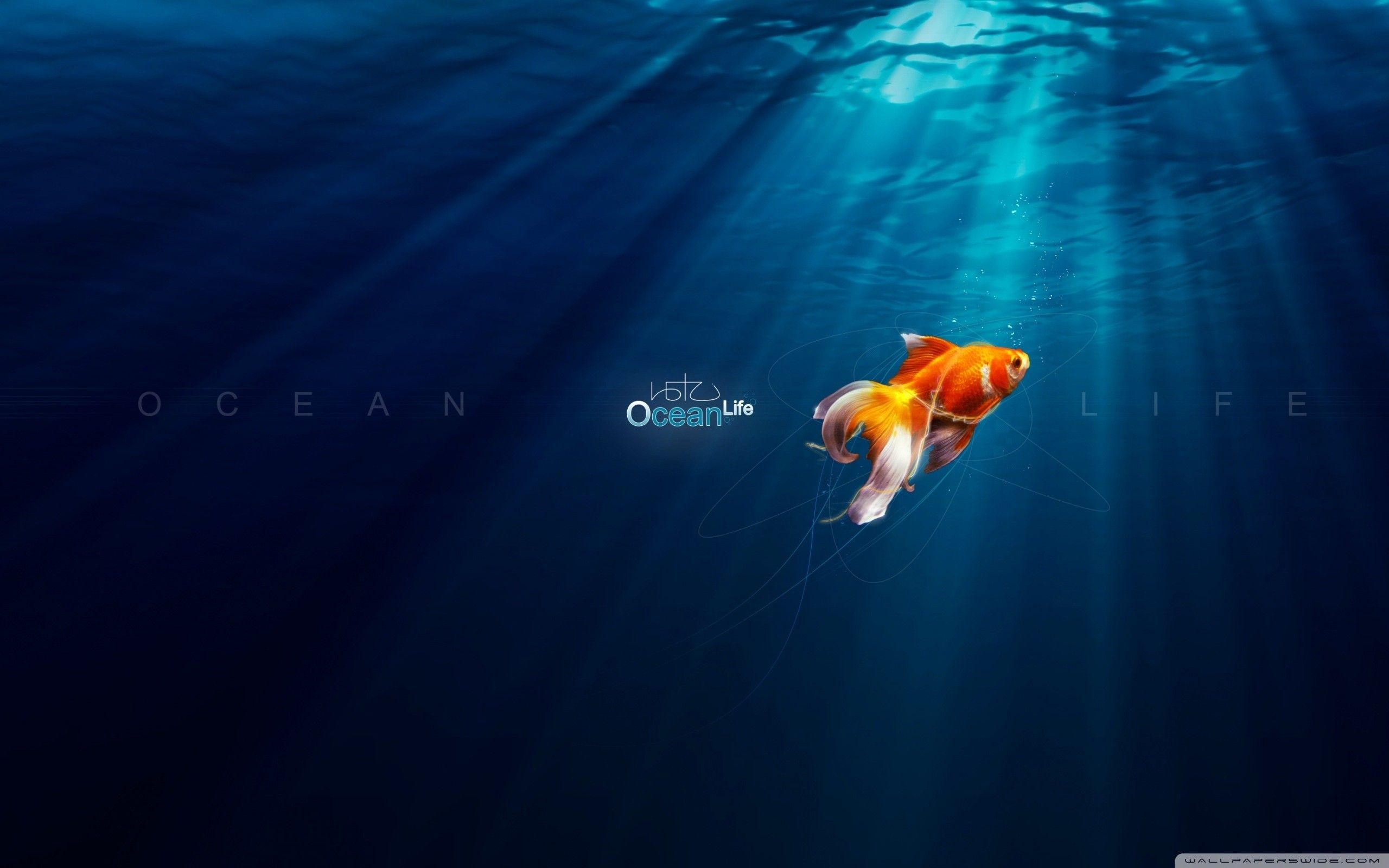 Ocean Life - New HD Backgrounds