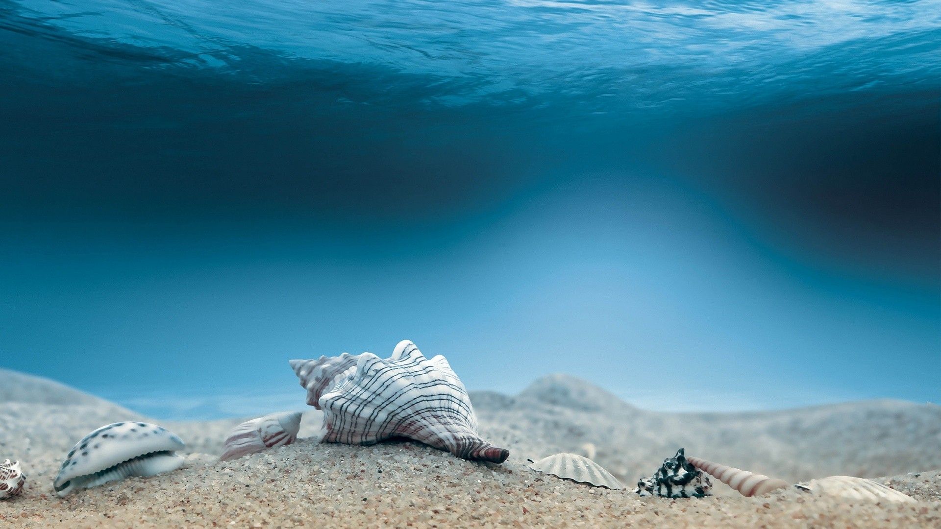 Ocean Sea Shells Digital Art HD Wallpaper - New HD Backgrounds