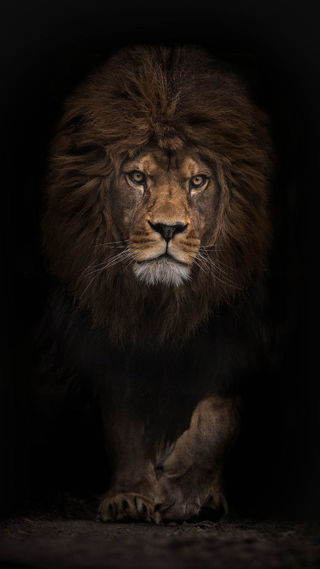Lion - Best iPhone 5s wallpapers