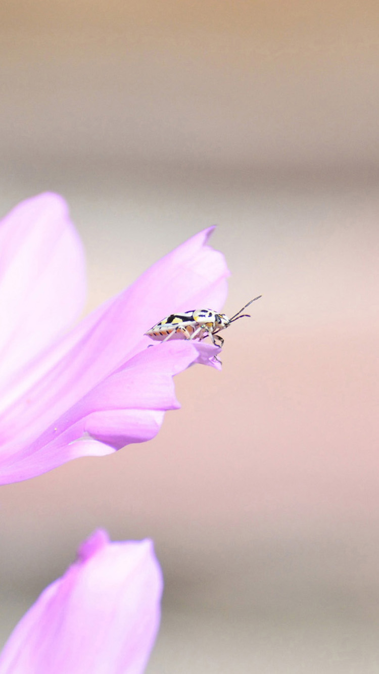 Will change color flower insect iPhone 6 Wallpapers | HD ...
