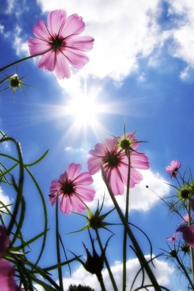 Beautiful Day iPhone 4s Wallpaper Download | iPhone Wallpapers ...