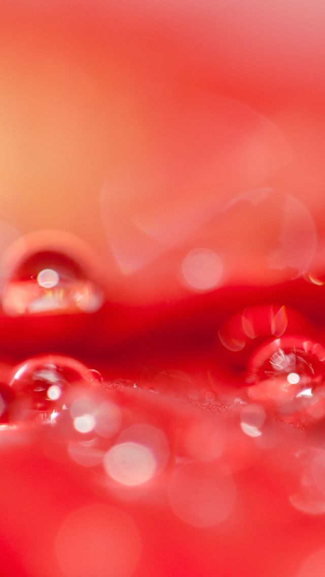 Beautiful Water Drops On A Red Flower iPhone 5s Wallpaper Download ...
