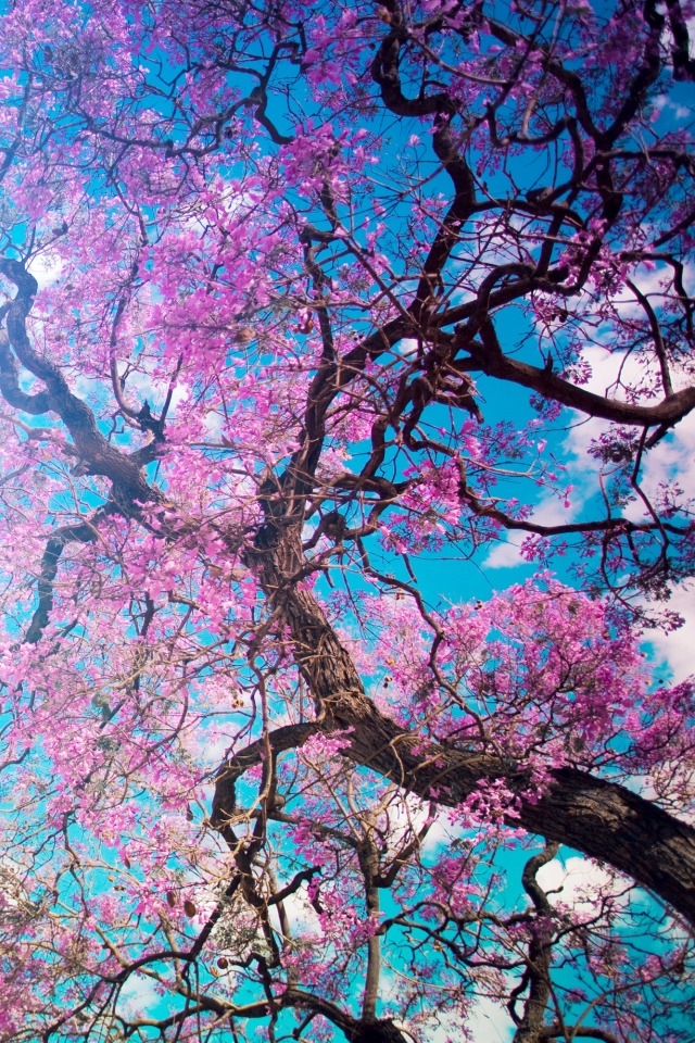 Flowering tree iPhone HD Wallpaper, iPhone HD Wallpaper download