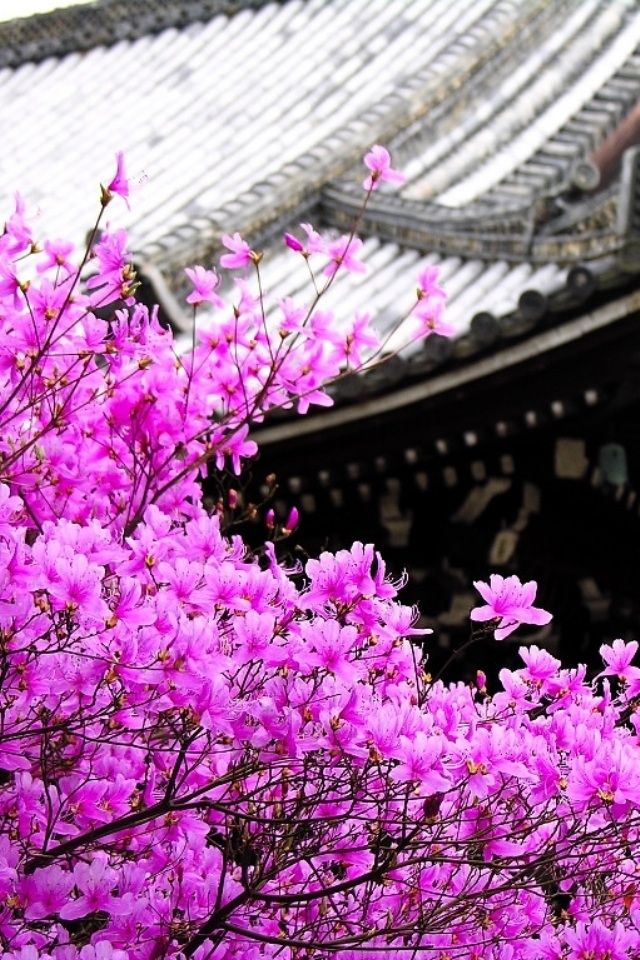 Beautiful Cherry Blossoms Iphone 4 Wallpapers Free 640x960 Hd ...