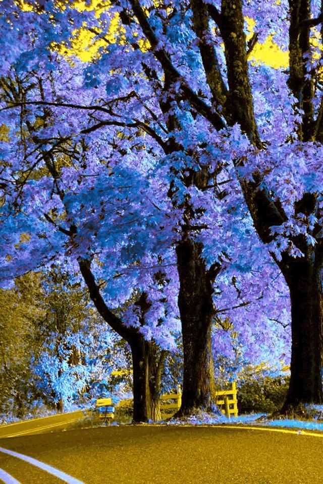 Beautiful Purple Trees Iphone 4 Wallpapers Free 640x960 Hd Iphone ...