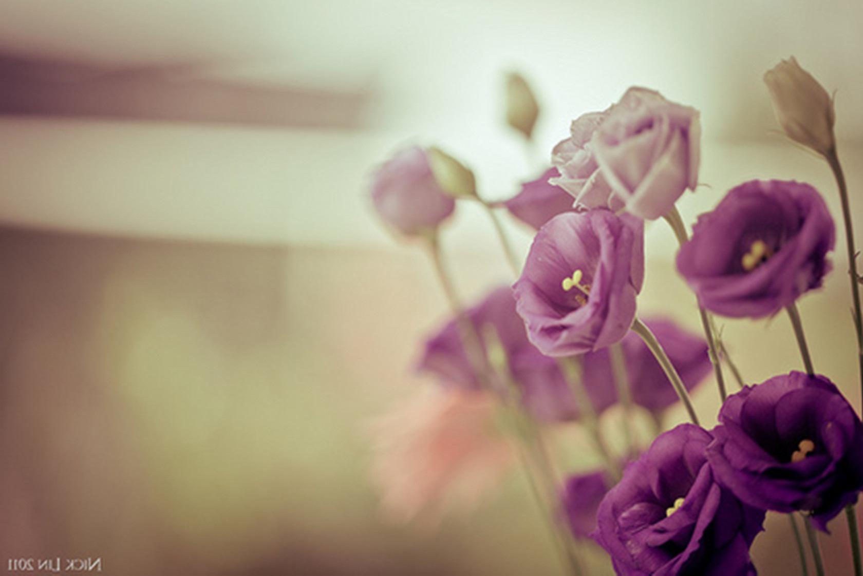 Pastel purple - (#102955) - High Quality and Resolution Wallpapers ...