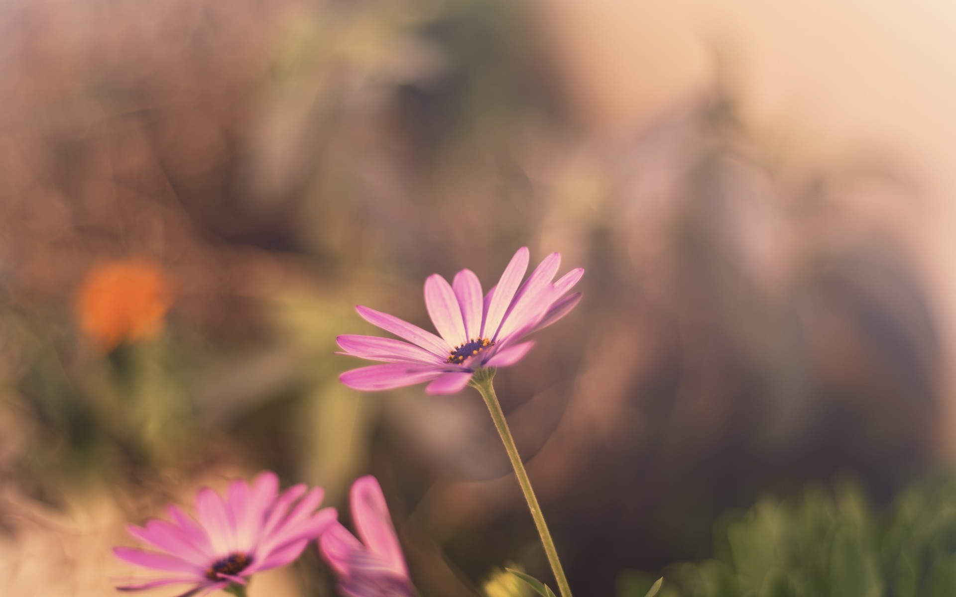 Pastel Flowers Blur Background Wallpaper HD Download