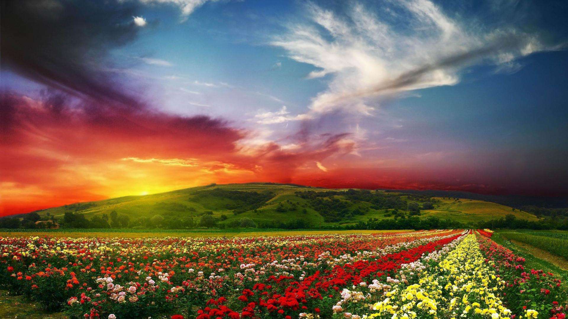 Rose-flowers-garden-wide-new-desktop-wallpapers-in-hd-free-download.jpg