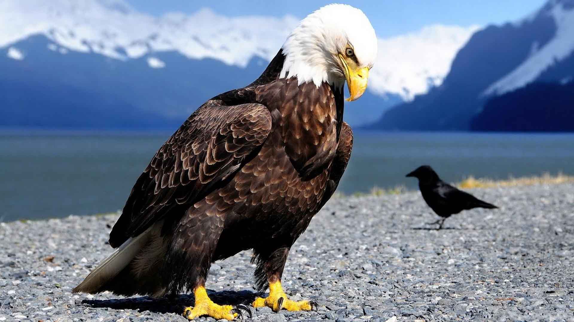 Eagle Symbol Of Nature Latest HD Wallpapers Free Download | New HD ...